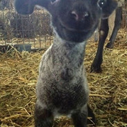 astrolamb avatar