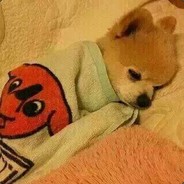 别拉我我要专心谈恋爱