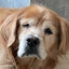 dinhund