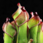 Heliamphora