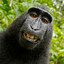 Selfie Mankey
