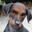 Brodog