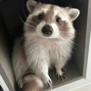 浣熊爱吃干脆面