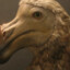 el dodo