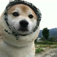 阿巴阿巴阿巴是傻瓜