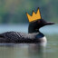 Royal Loon