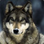 GrayWolf