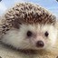 Hedgehog
