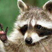 RACCOON