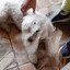 bastian