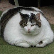 Fat Cat