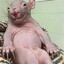 Мандариновый пИсюн