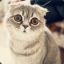 _The Great Catting World_