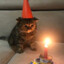 birthday cat