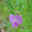 The Common Vetch