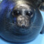 seal with big eyes