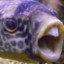 Fishy_F4140