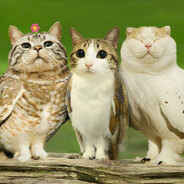 Meowl and friends