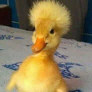 🦆 BLE NITO 🦆  BLEEEEE NITO