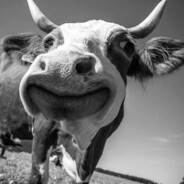 Zesty Cow