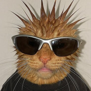 Gato de Lupa