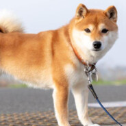 别