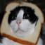 Toast Cat