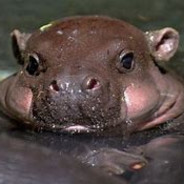 My name is Hippo
