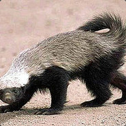 Honey Badger