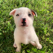 Send Puppy Pics