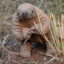 Pangolin