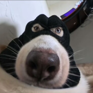 翻斗花园壮壮爸