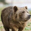 александр орешки