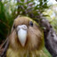 Brave Kakapo