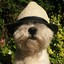 dooppie