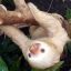 Jeff The Albino Sloth