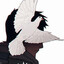 Shuutoka