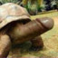 Turtle Todger