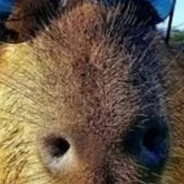 peelkefir (ego) - steam id 76561198864417441