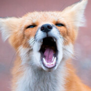 因为你不会所以你才会