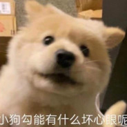 理塘最后的雪豹