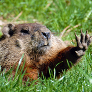 RusticWoodchuck