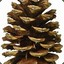 ~Weastside~PineCone