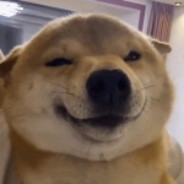 哈基米哦南北绿豆~