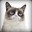 Grumpy Cat's avatar