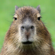 u need capybara therapy