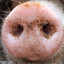 pigsnout