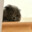 british cat