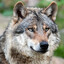 Avatar of Harlekin