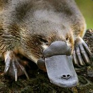 Platypus